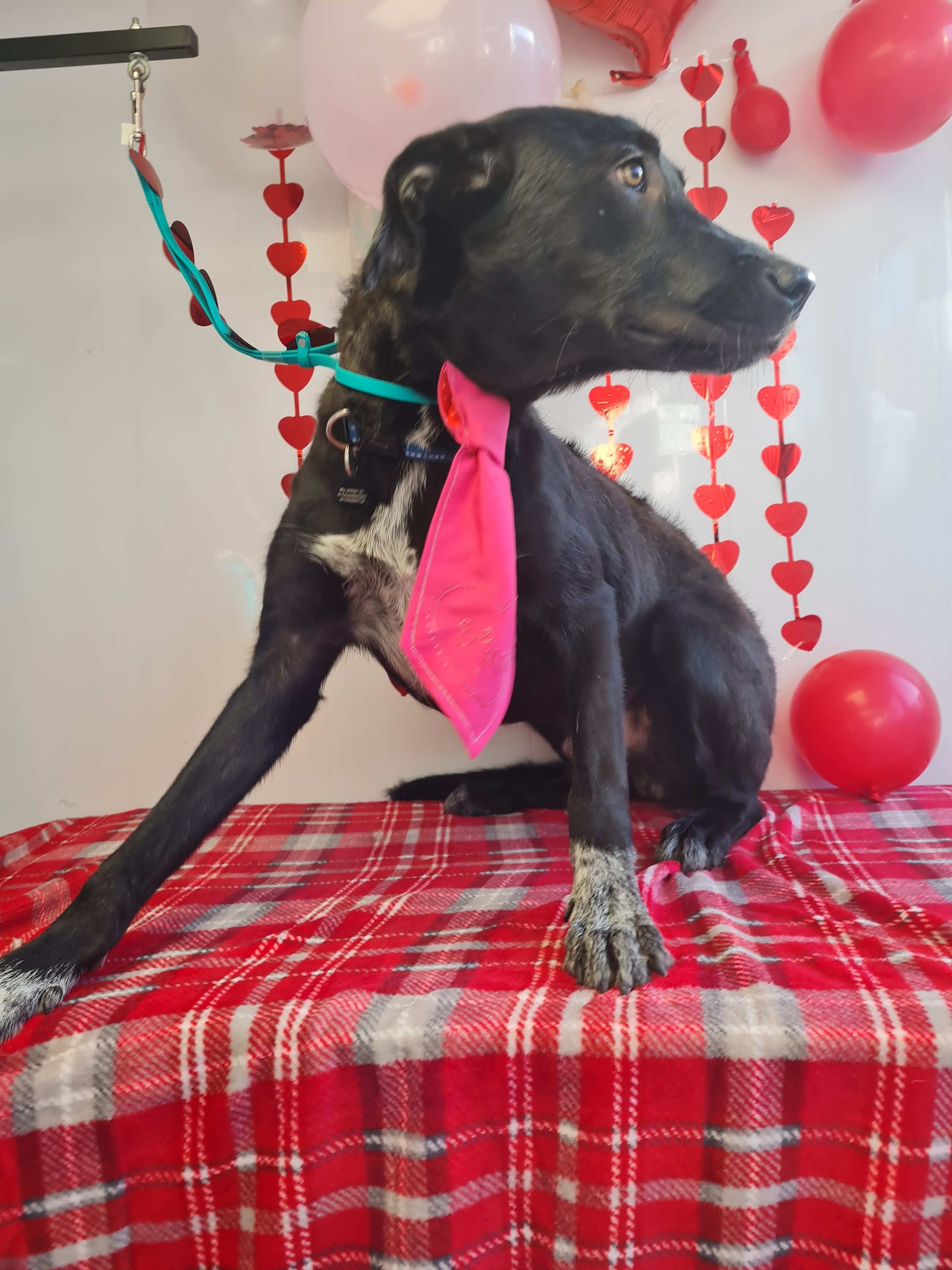 A black dog in a pink bow tie posing for Valentine's Day with red balloons