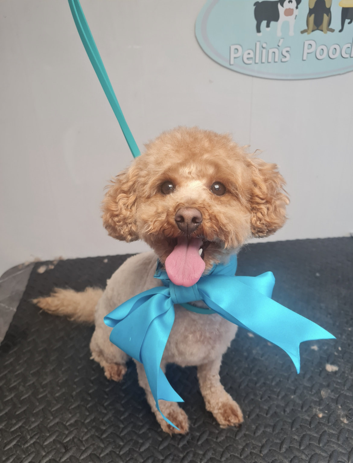 An apricot poodle cross with a turquoise bow under the Pelin's Pooches sign