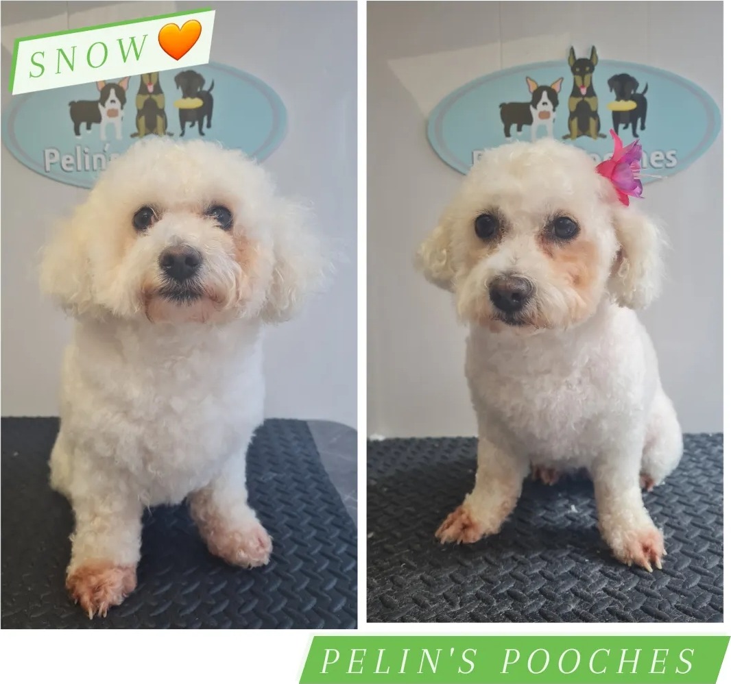 Snow, a small white dog, shown before and after a groom side by side