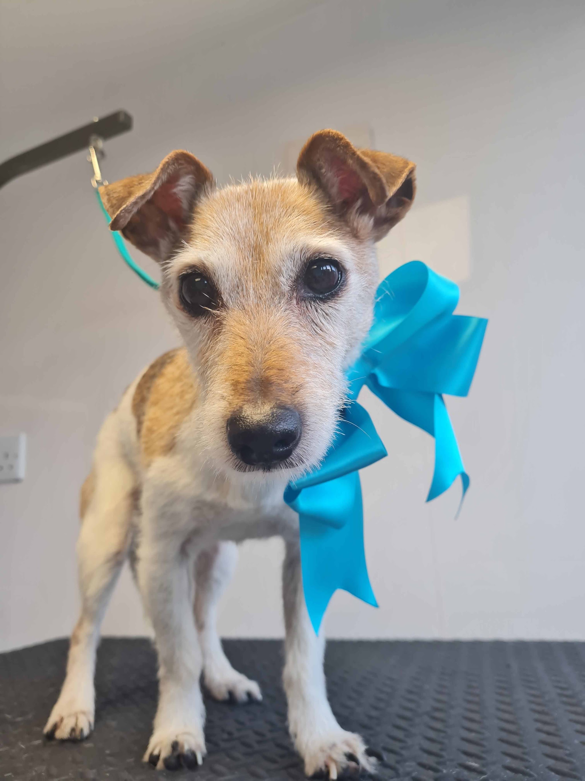 An older Jack Russell on the grooming table wearing a turquoise bow