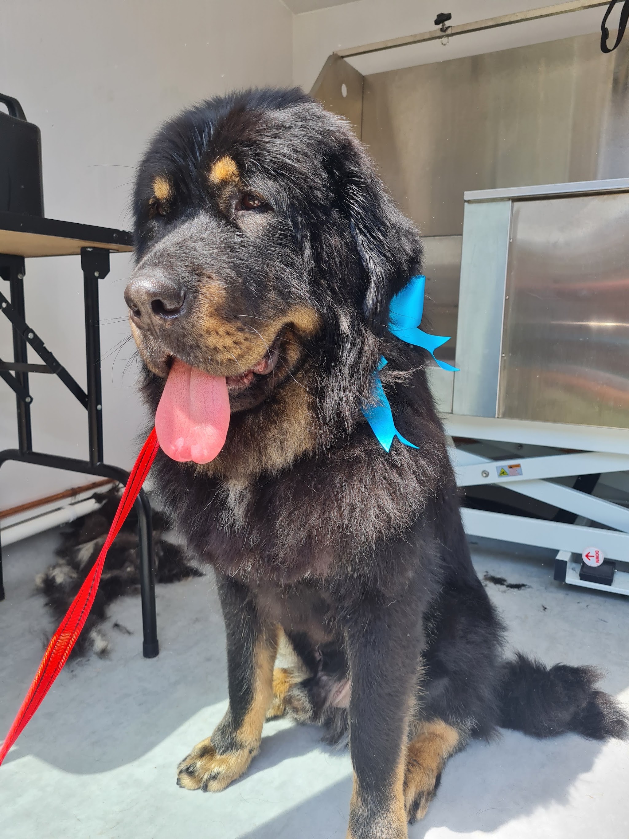 A huge black and tan Tibetan Mastiff type dog with a turquoise bow in the salon