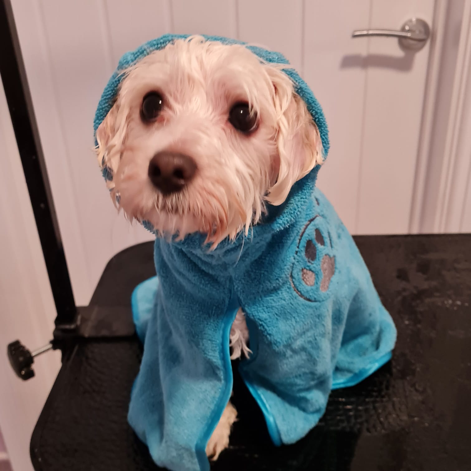 A small white dog wrapped in a turquoise drying robe