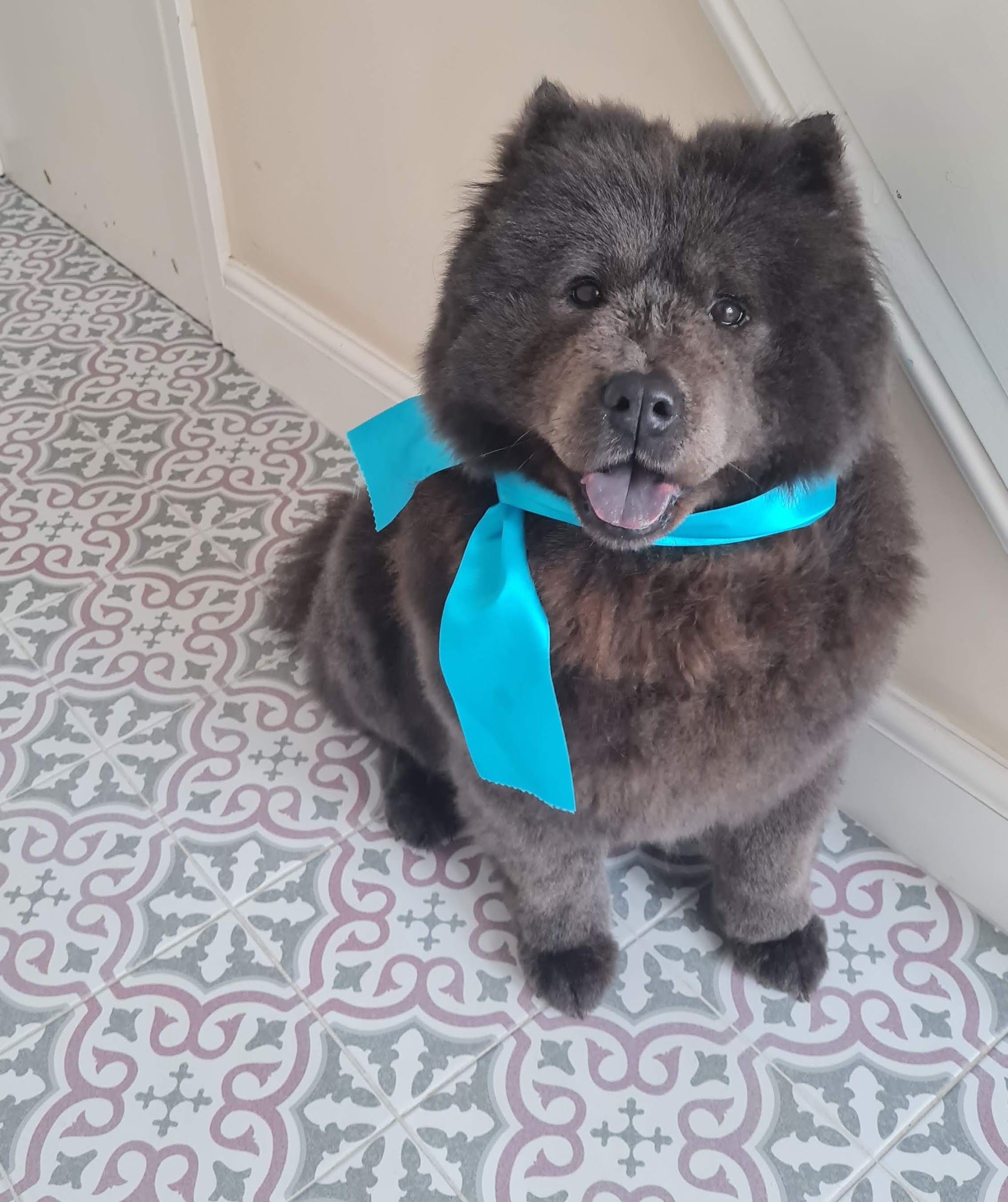 A dark grey chow chow with a turquoise bow sitting on patterned tiles