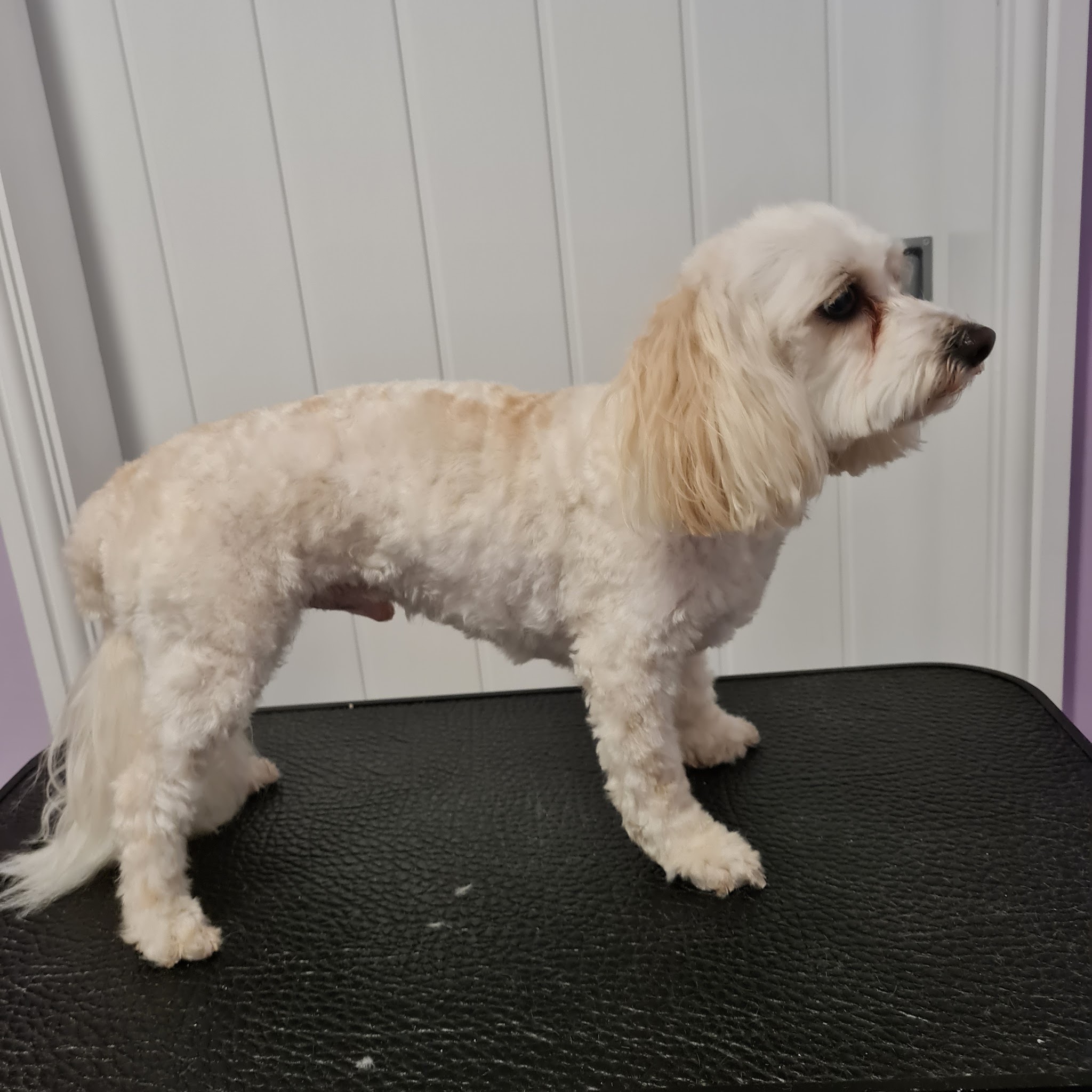 A cream cockapoo standing on the grooming table after a trim