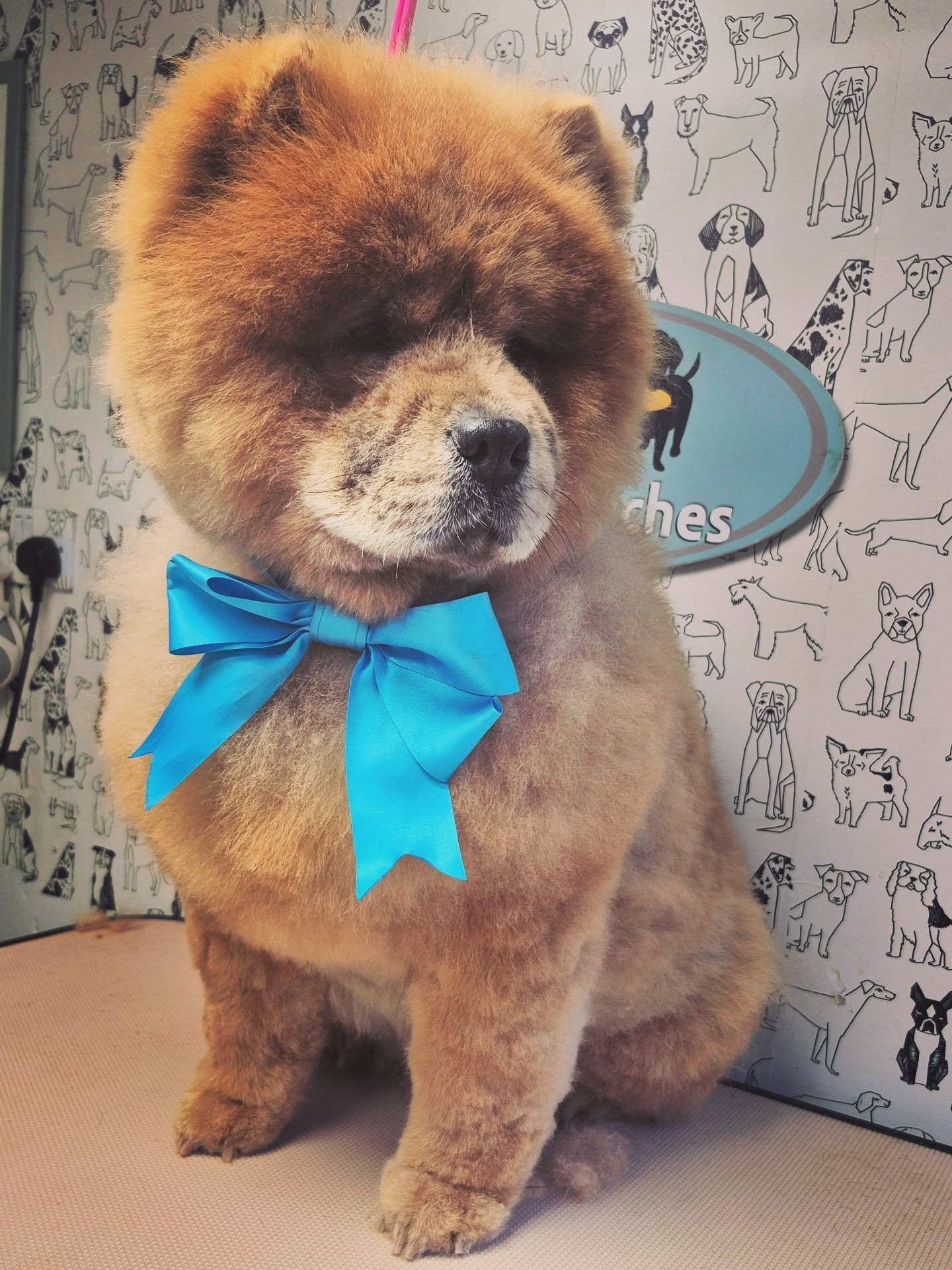 Lola the chow chow sitting in the salon with a turquoise bow