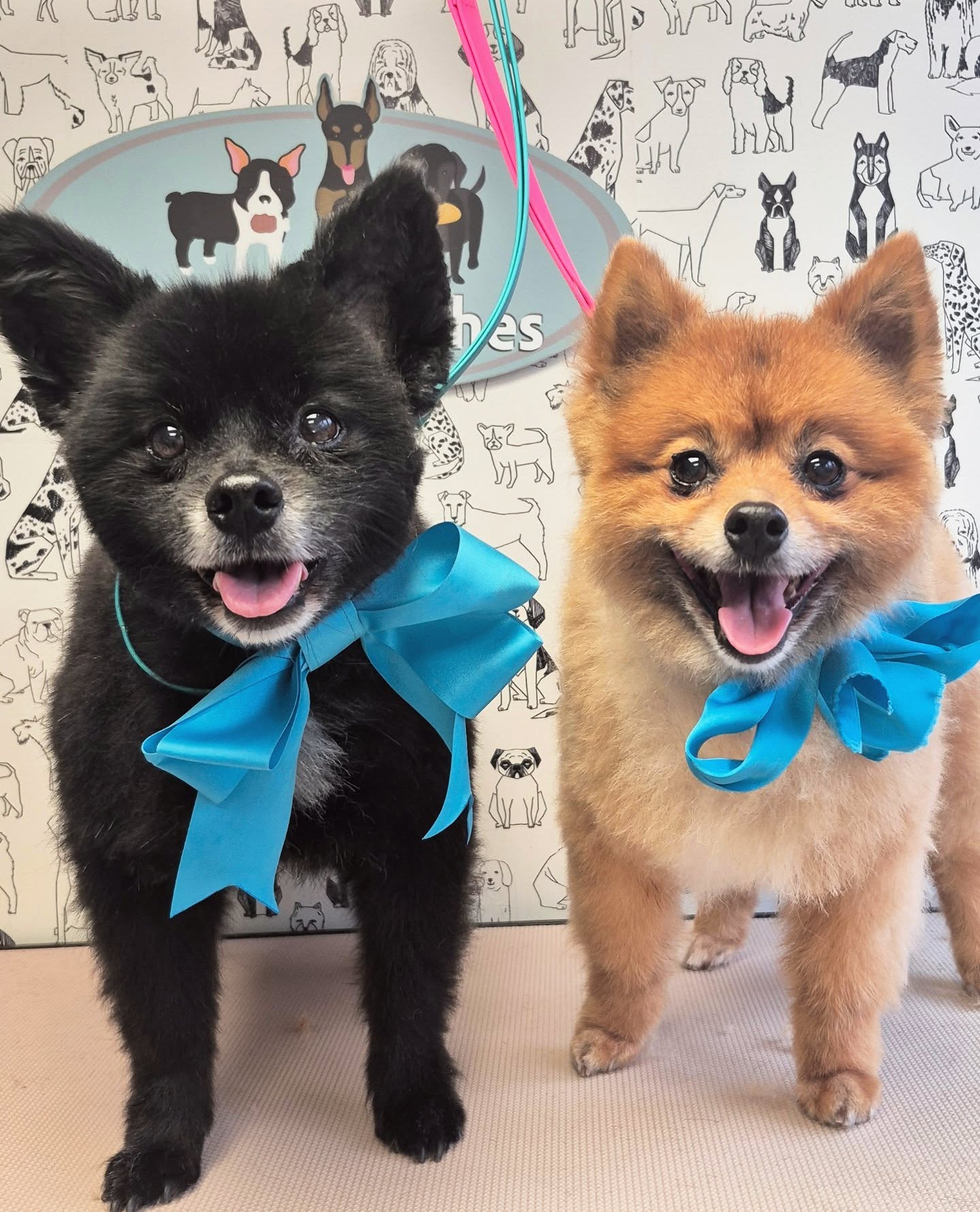 Two Pomeranians, one black and one ginger, wearing turquoise bows