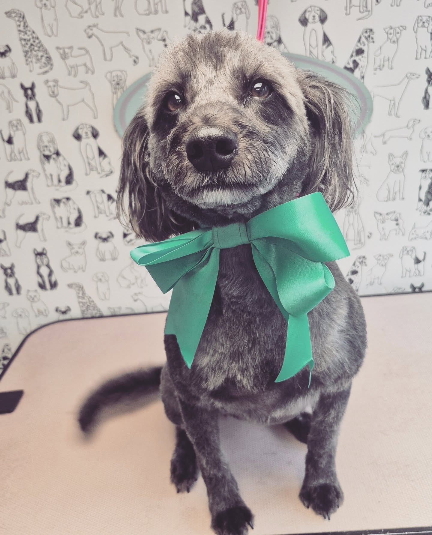 Wilkie the miniature Labradoodle wearing a green bow